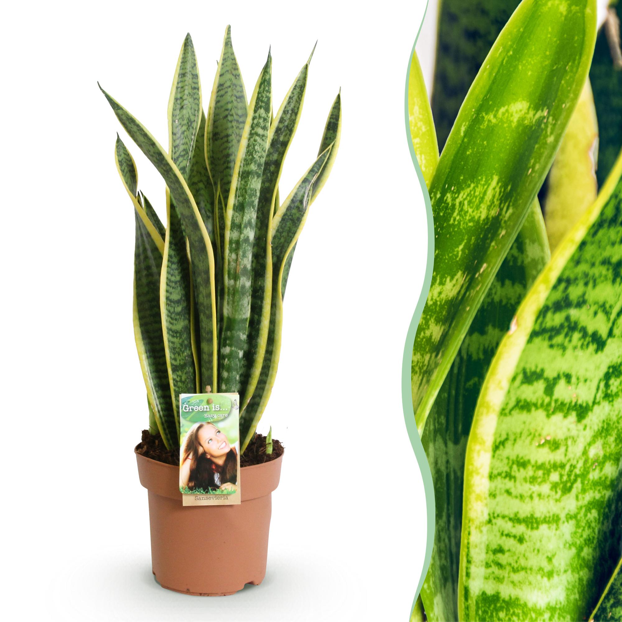 Sansevieria Laurentii - Vrouwentong - Weinig onderhoud - Groen - 1 Plant - Pot 17cm - Hoogte 60-70cm