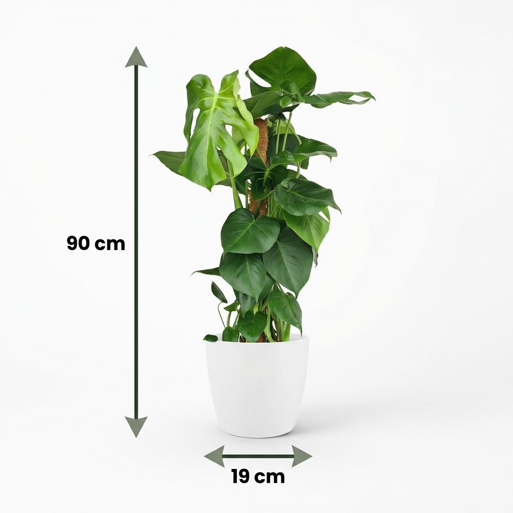Gatenplant - Monstera Deliciosa mosstok - Groen - Weinig onderhoud - 1 Plant - met Potter Wit - Pot 19cm - Hoogte 90cm