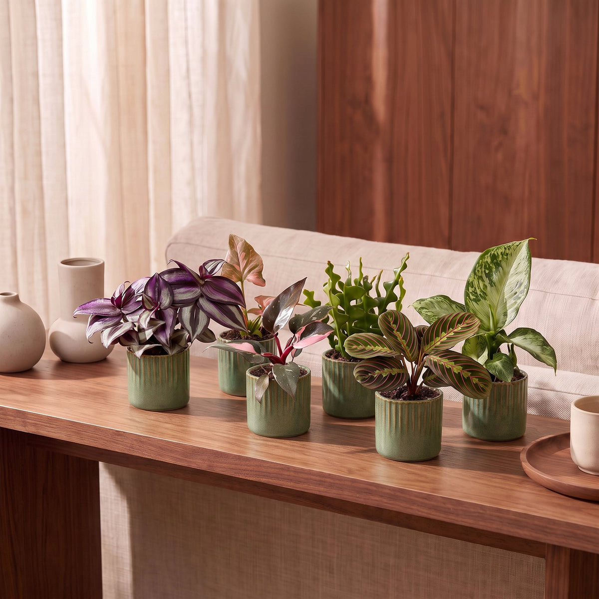 Baby Plants Surprise Box 6x - Verrassingsbox kleine planten - Diversen - Tropisch - incl. Linnea Olive - Ø6cm - ↕5-15cm