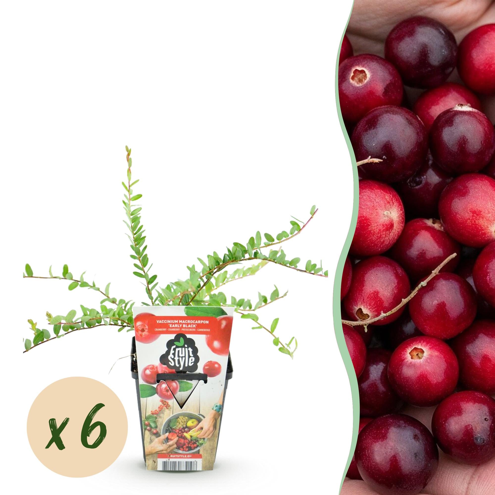 Blauwe Bes - Vaccinium macrophylla Early Black - Winterhard - 6 Planten - Pot 9 cm - Donker Rode  Bes