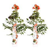 2x - Campsis Summer Jazz 'Trompette de feu' - ↨65cm - Ø15