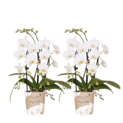 Kolibri Orchids | Combi Deal - 2 Witte Phalaenopsis Orchideeën Niagara Fall White - Ø9 cm