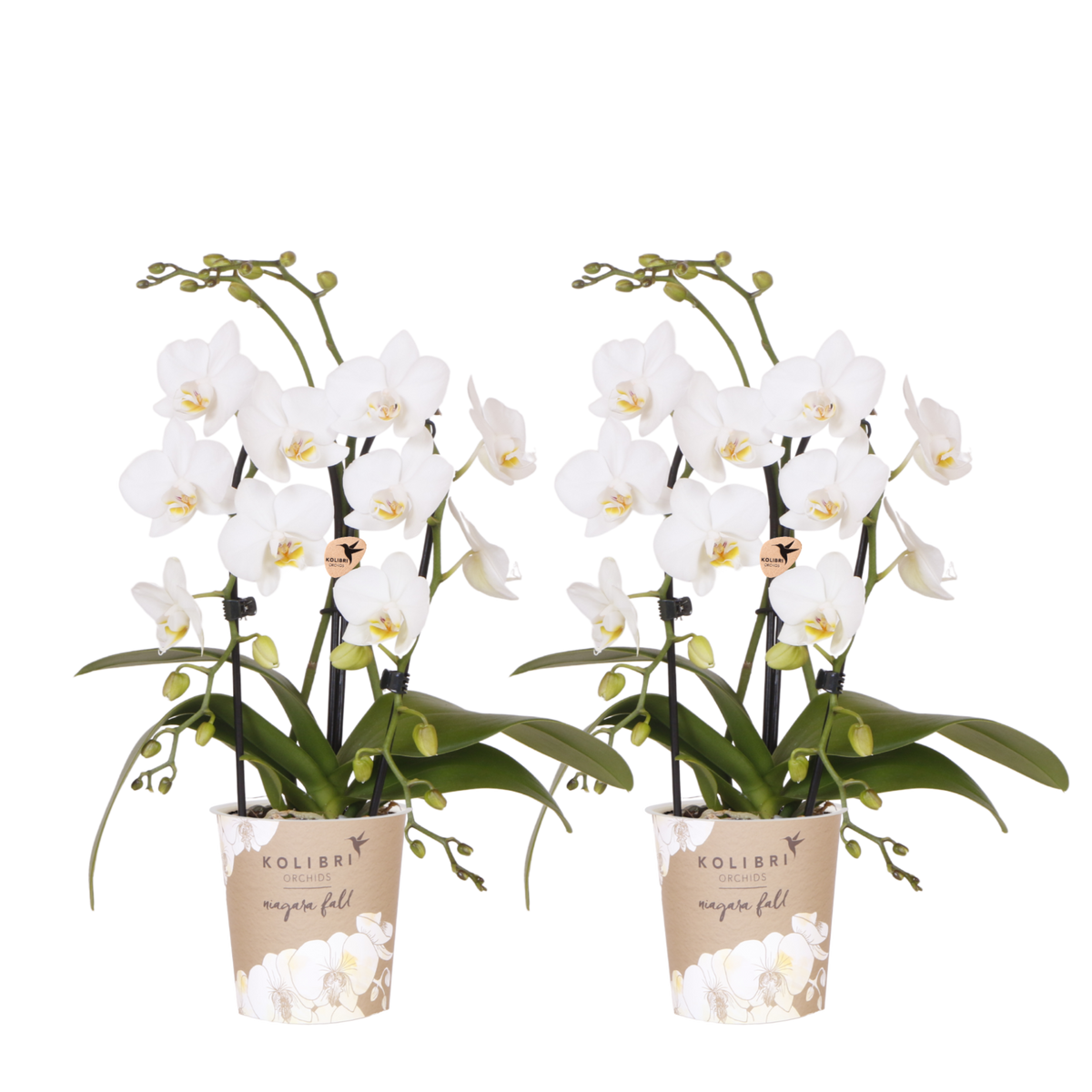 Kolibri Orchids | Combi Deal - 2 Witte Phalaenopsis Orchideeën Niagara Fall White - Ø9 cm