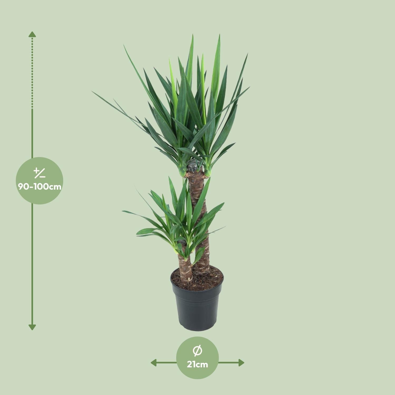 Yucca Elephantipes - Ø21 cm - ↕100 cm