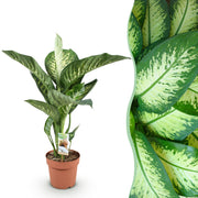 Diefenbachia Tropic Snow - Weinig onderhoud - Groen - 1 Plant - Pot 21cm - Hoogte 90-100cm