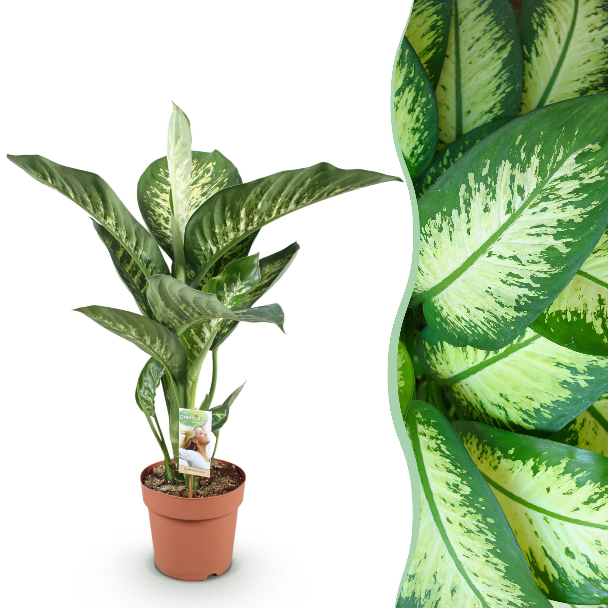 Diefenbachia Tropic Snow - Weinig onderhoud - Groen - 1 Plant - Pot 21cm - Hoogte 90-100cm