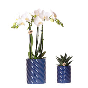 Kolibri Orchids | Conjunto de orquídeas Amabilis blancas y suculentas en macetas decorativas Candy azules - tamaños de maceta Ø9cm y Ø6cm | planta de interior con flor - recién cultivada