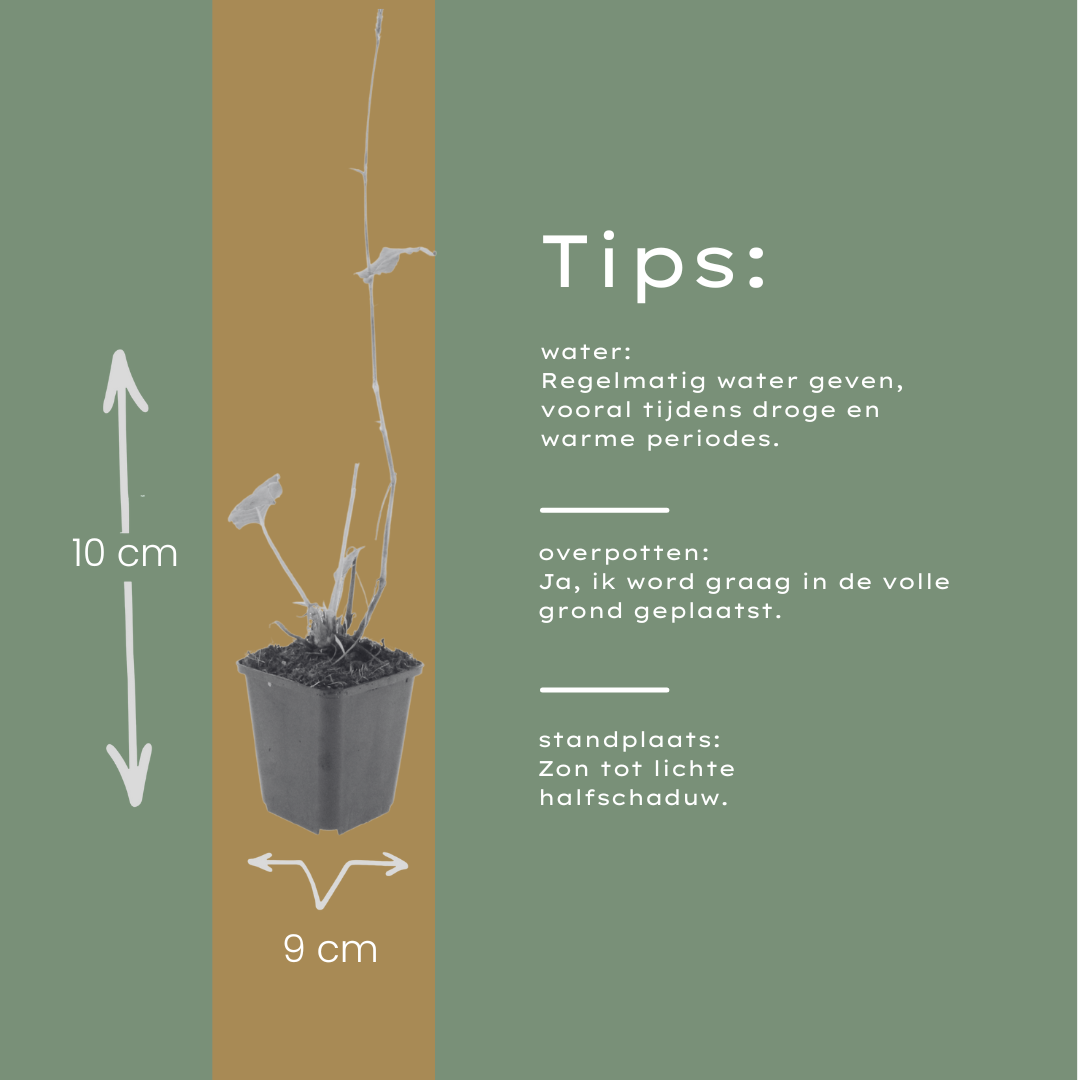 12x Persicaria bistorta - ↕10-25cm - Ø9cm