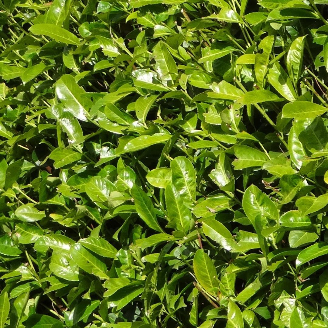 Laurel cerezo grande (Rotundifolia) para seto de 10 metros | - 12L - 25 x | ↨ 100-125 cm