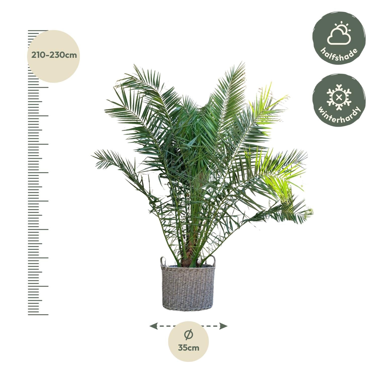 Phoenix Canariensis – 300 cm – ø50