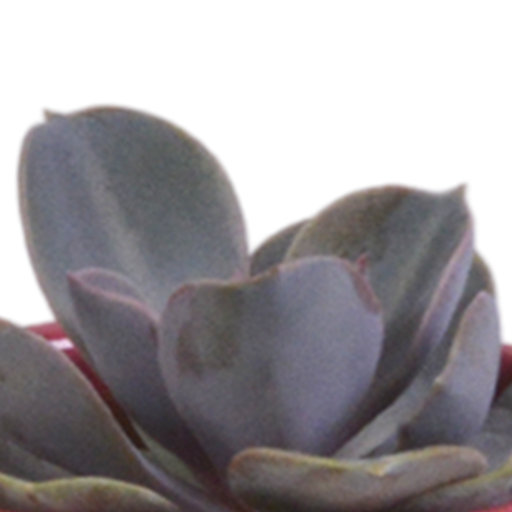 Succulent mix 5.5 cm - 5x - in Mexican pot