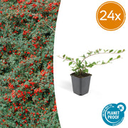 24x Cotoneasterin pato. 'Major' - ↕25cm - Ø9cm