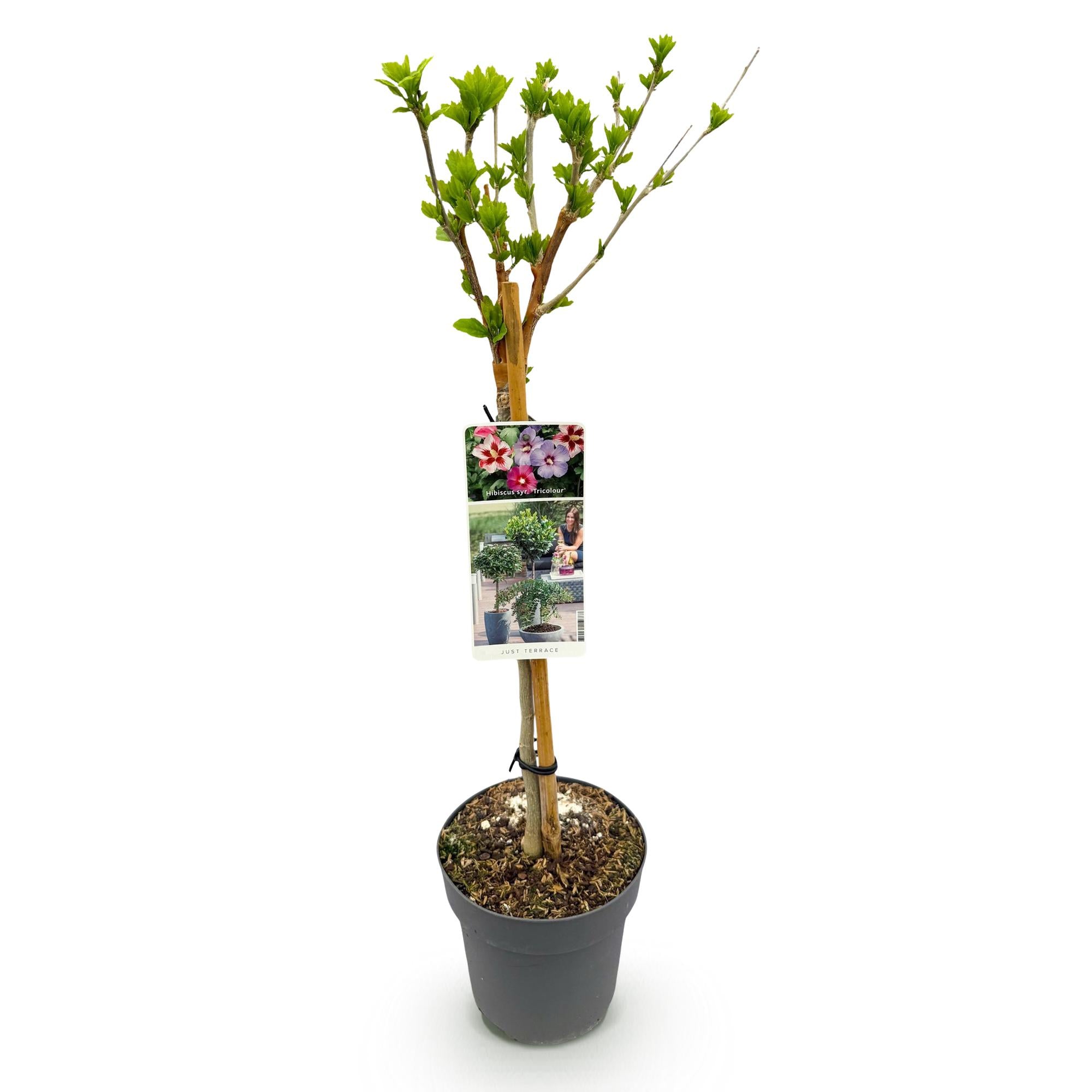 Hibiscus syriacus Tricolour  - Terras Plant - Bladverliezend - Winterhard - Witte, Roze, Paarse Bloem - Pot 19cm Hoogte 90cm