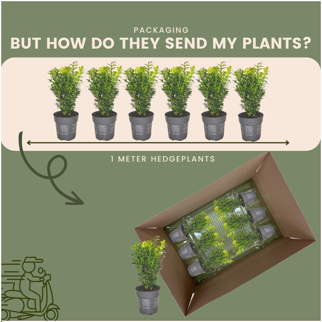 Buxus Sempervirens haag 1 meter - ↨ 20 cm - 6 x Ø 12 cm