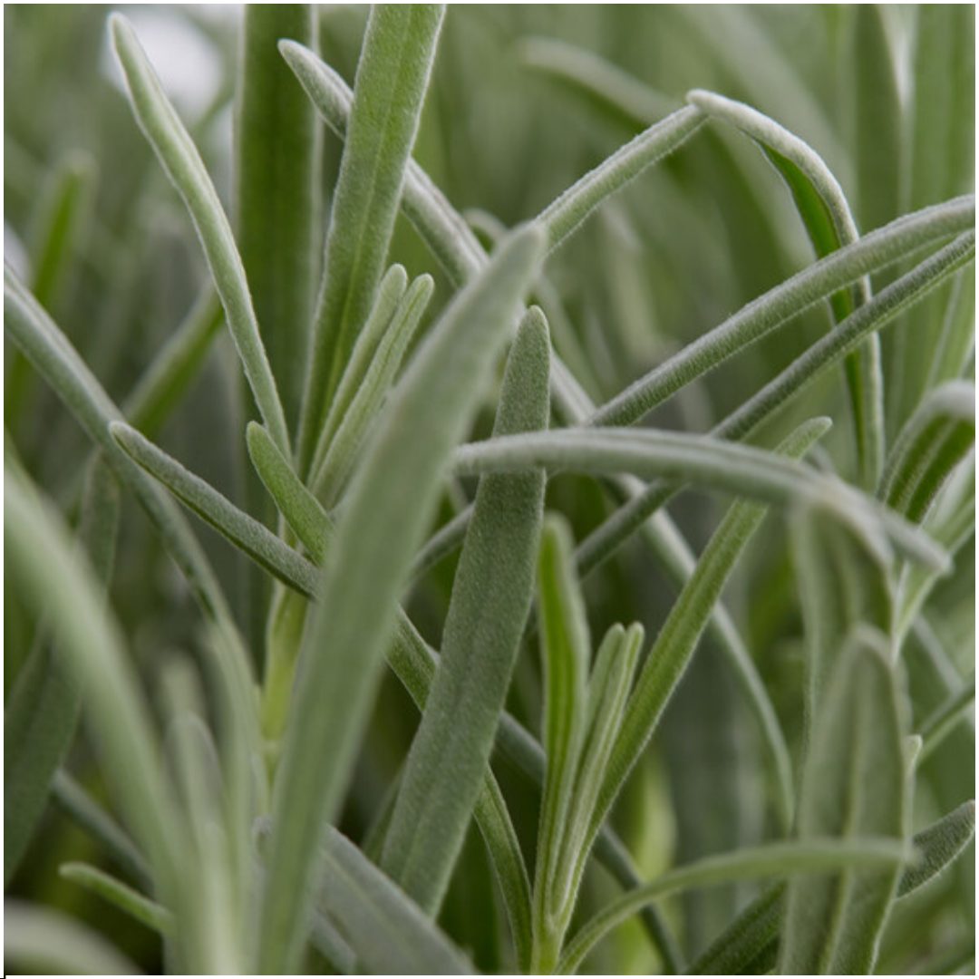 4x confezione da 6 Lavanda angustifolia - Ø7 cm - ↕15 cm