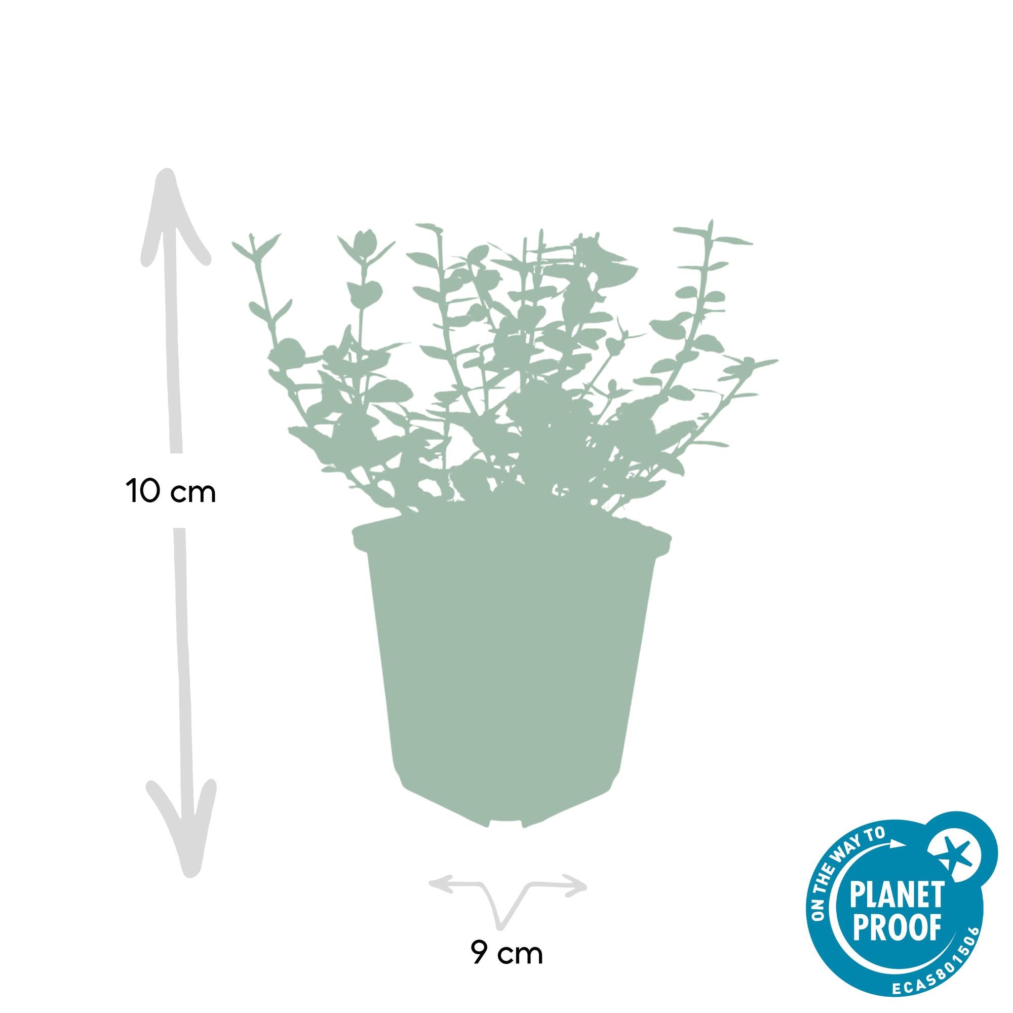 24x Euonymus fort. 'Emerald Gaiety' - ↕10-25cm - Ø9cm