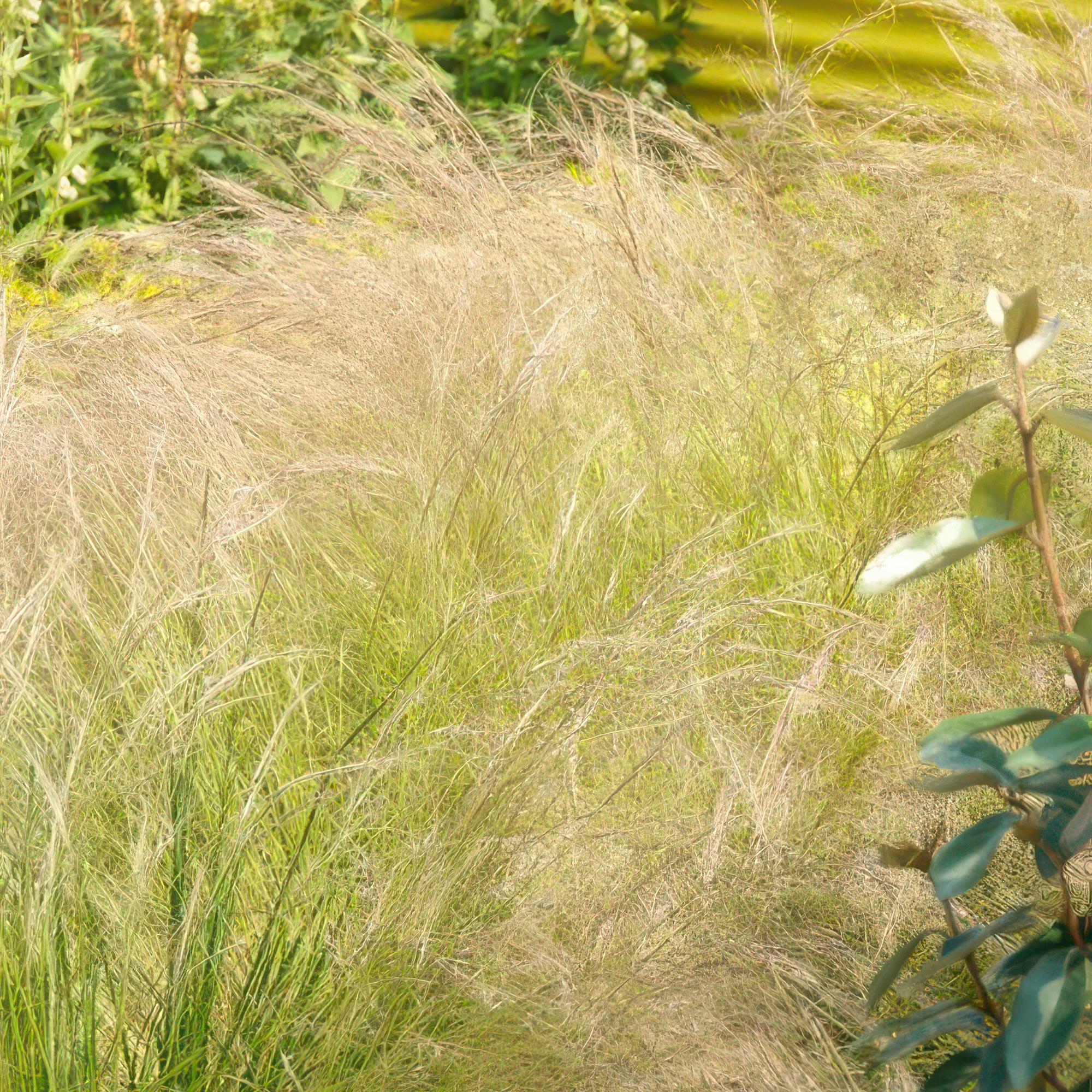 12x Stipa tenuissima 'Coda di cavallo' - ↕10-25cm - Ø9cm