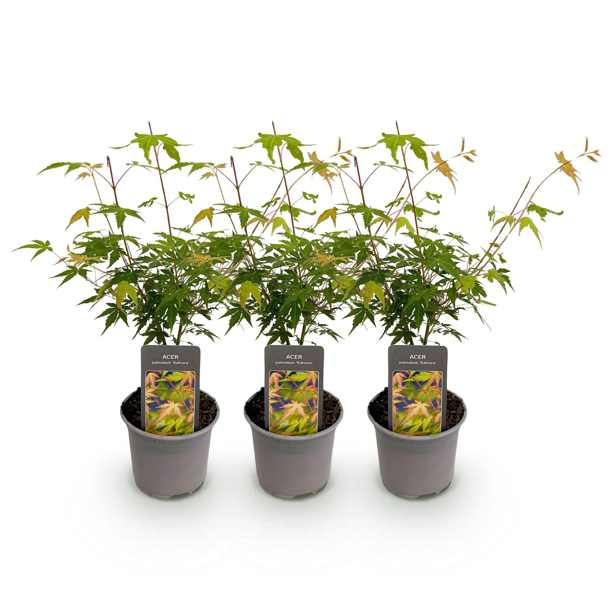 Acer palmatum Katsura - Oranje - 3 Planten - Bladverliezend - Weinig Onderhoud - Pot 12cm Hoogte 35cm