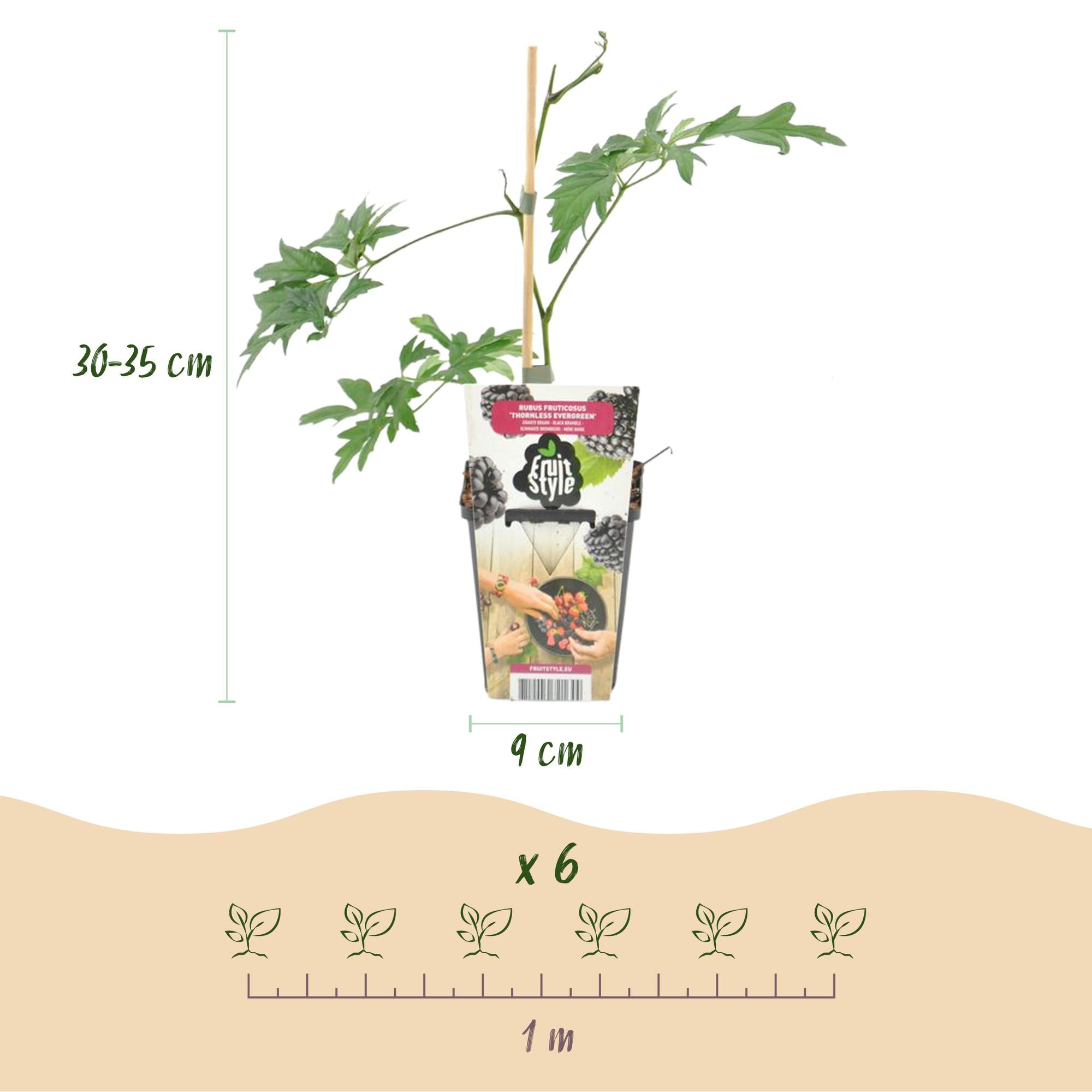 Groenblijvende Braam - Rubus Thornless Evergreen - Winterhard - 6 Planten - Pot 9 cm - Zwarte Braam