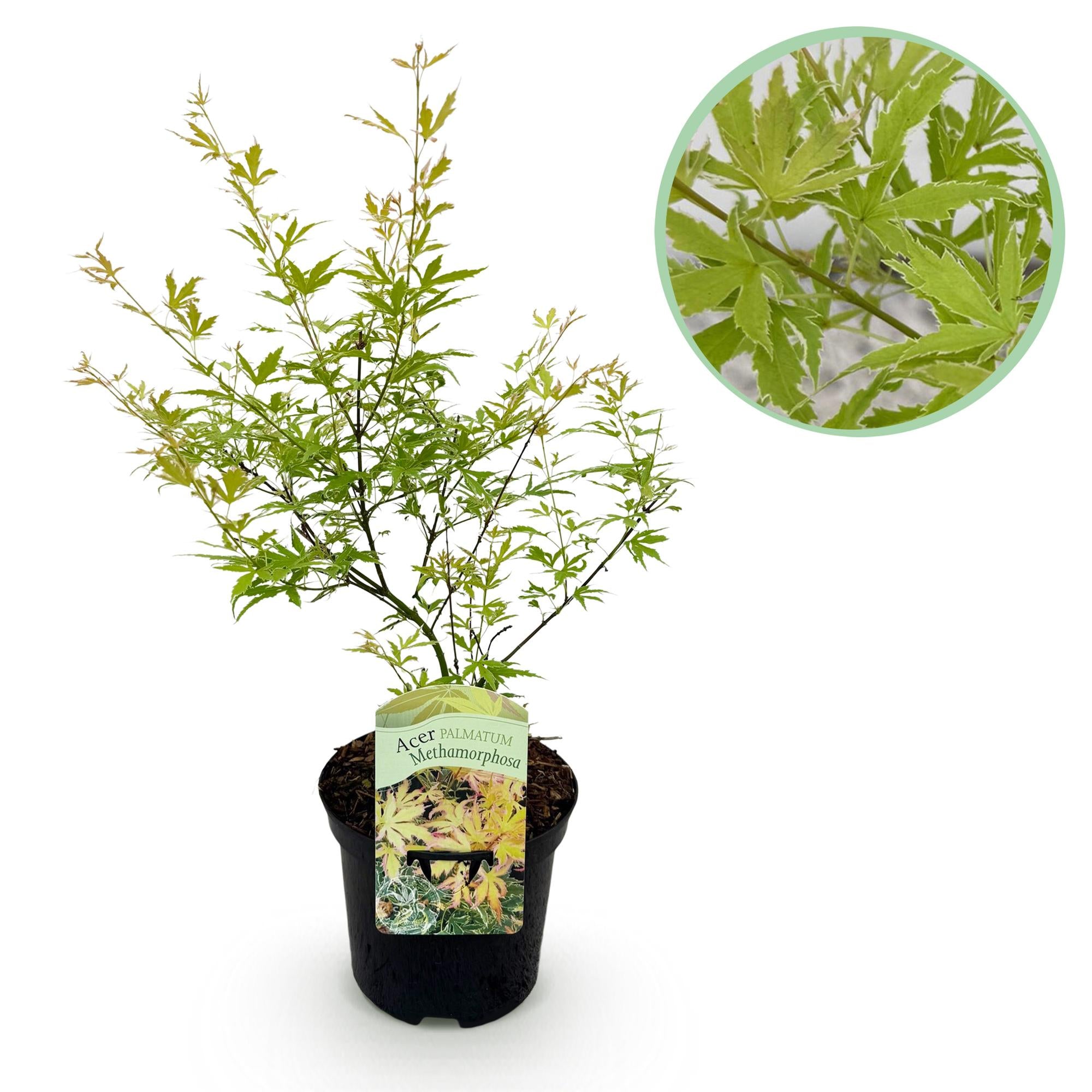 Japanse Esdoorn - Acer palmatum Methamorphosa - Groen - 1 Plant - Bladverliezend - Pot 19cm Hoogte 70cm