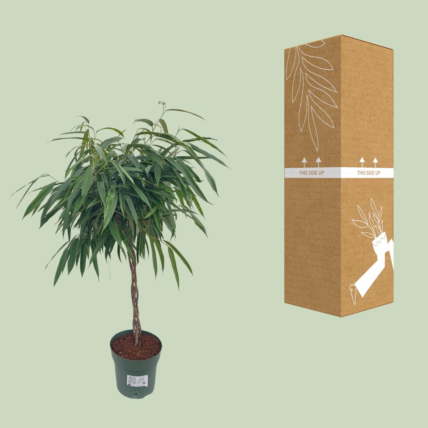 Ficus Mahori / Alii Tressé - Ø27cm - ↕110cm