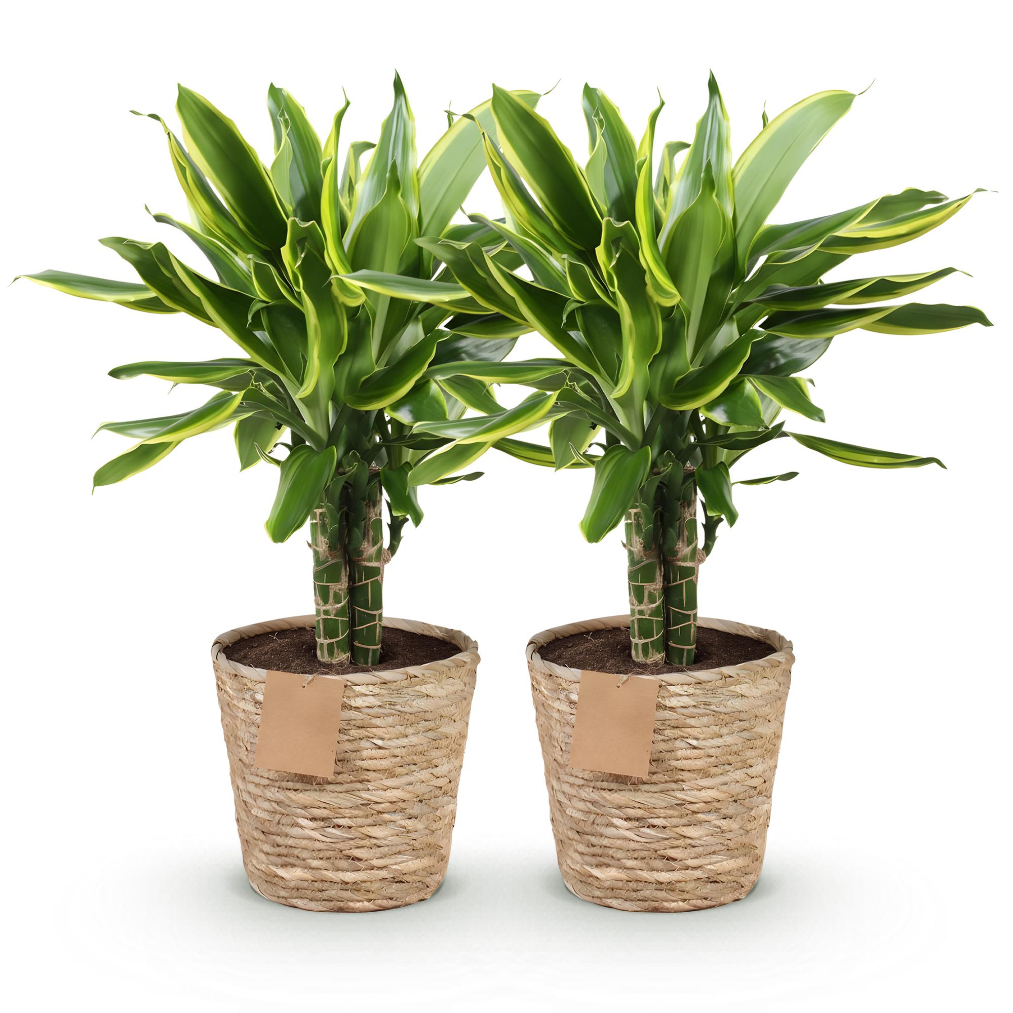 Dracaena fragrans Golden Coast - Drakenbloedboom - Weinig onderhoud - met mand - Groen - 2 Planten - Pot 17cm - Hoogte 50-55cm