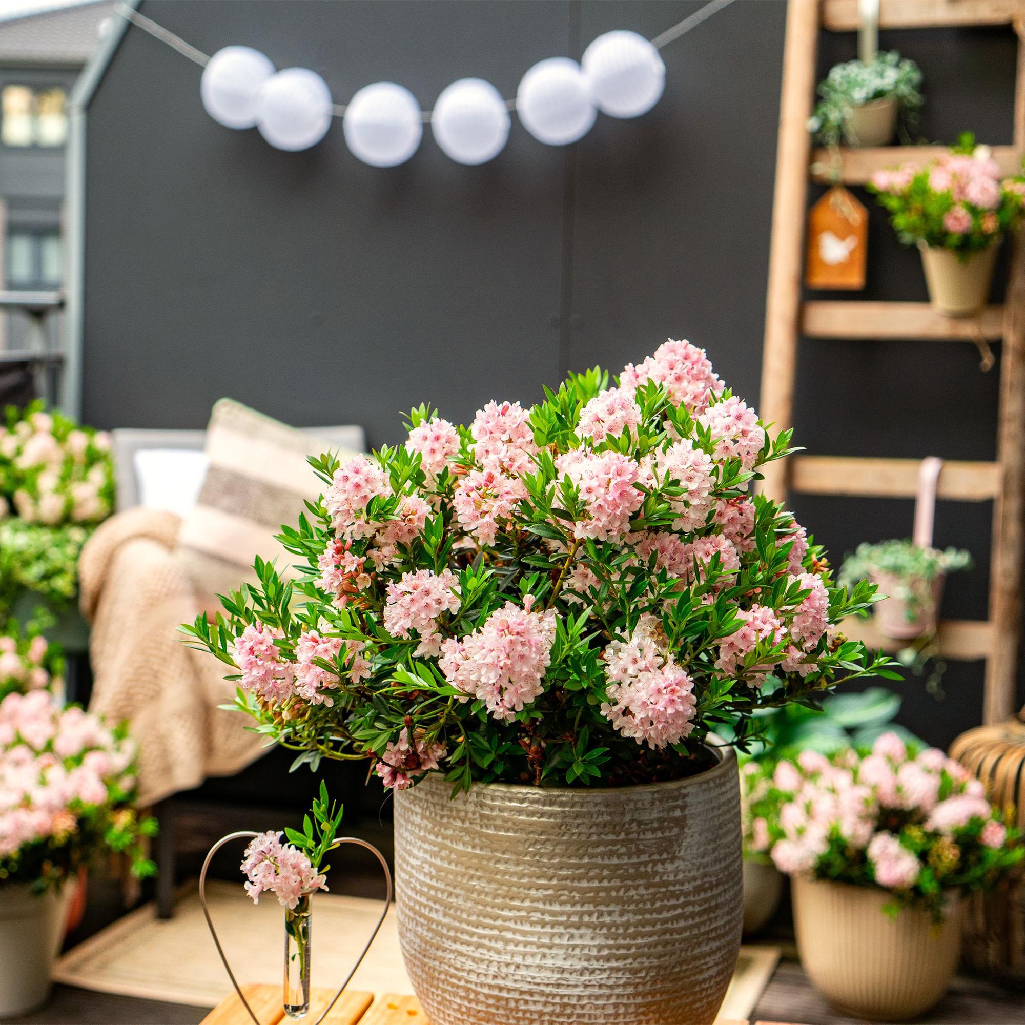 Dwerg Rhododendron - Rhododendron Bloombux Light Pink - Bloeiende Buxus - Weinig Onderhoud - Licht Roze Bloem - 2 Planten - Pot 17cm - Hoogte 30-40cm