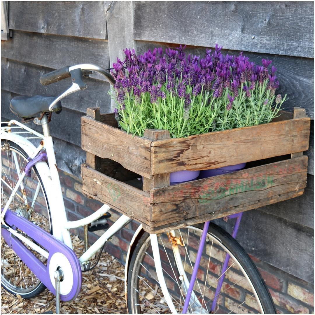 Plants by Frank – Lavandula stoechas Anouk® im dekorativen Topf „Old Look“ – 13 cm Topf – 3er-Set französischer Lavendel im dekorativen Topf