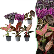 Baby Planten Paradise Mix - Diversen 6x - Tropisch - Ø6cm - ↕10-15cm