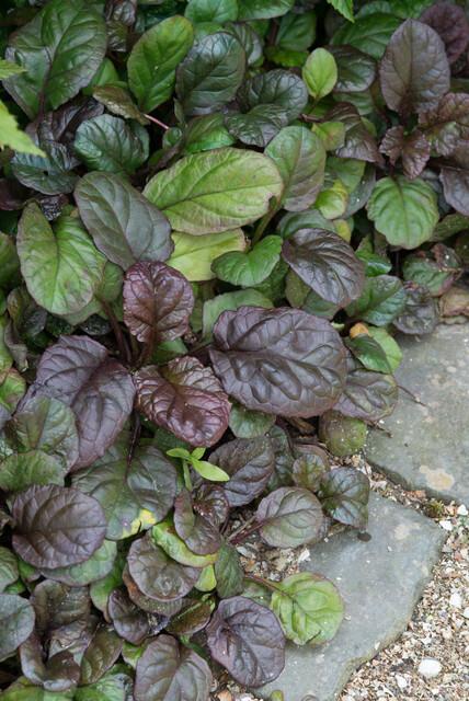 12 Ajuga reptans 'Catlin's Giant' - ↕10-25cm - Ø9cm