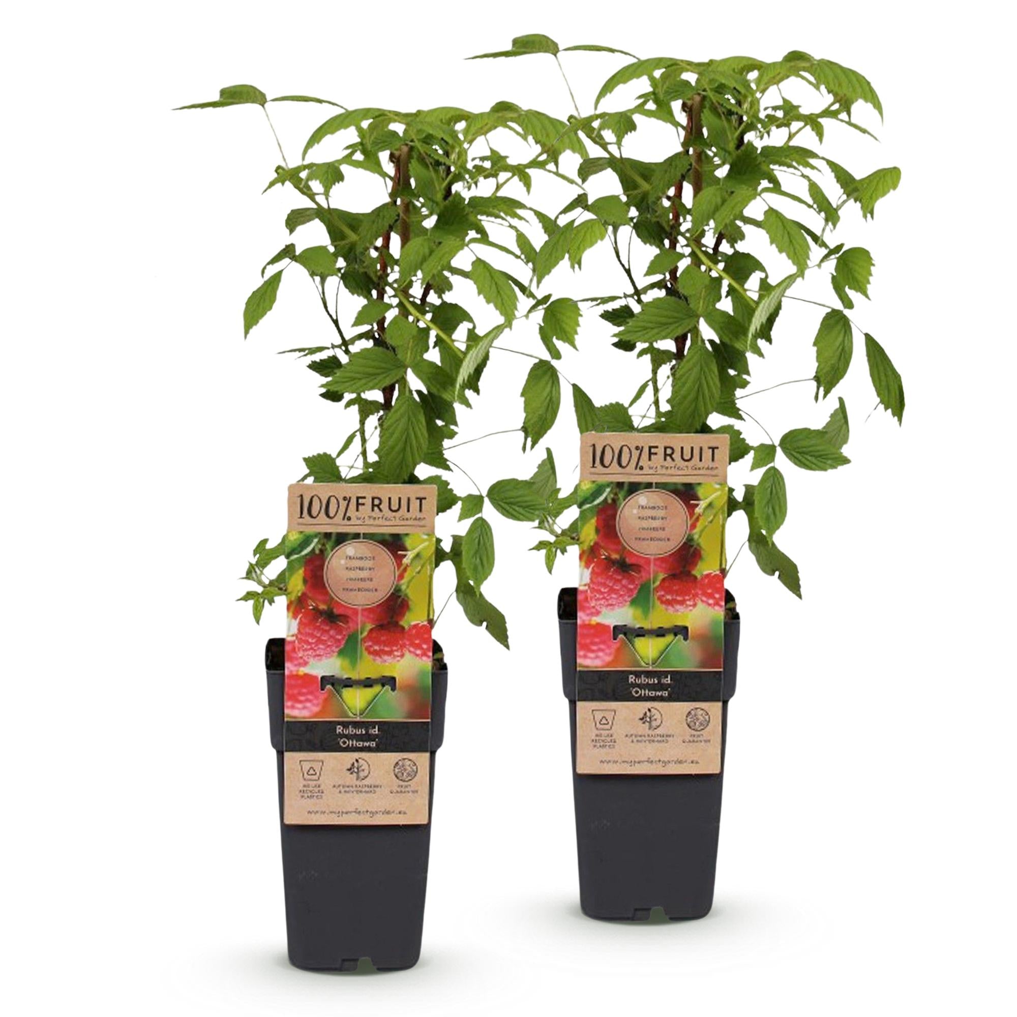 Rubus idaeus Ottawa - Frambozenplant - Winterhard - Rode Framboos - 2 Planten - Pot 15cm - Hoogte 50cm