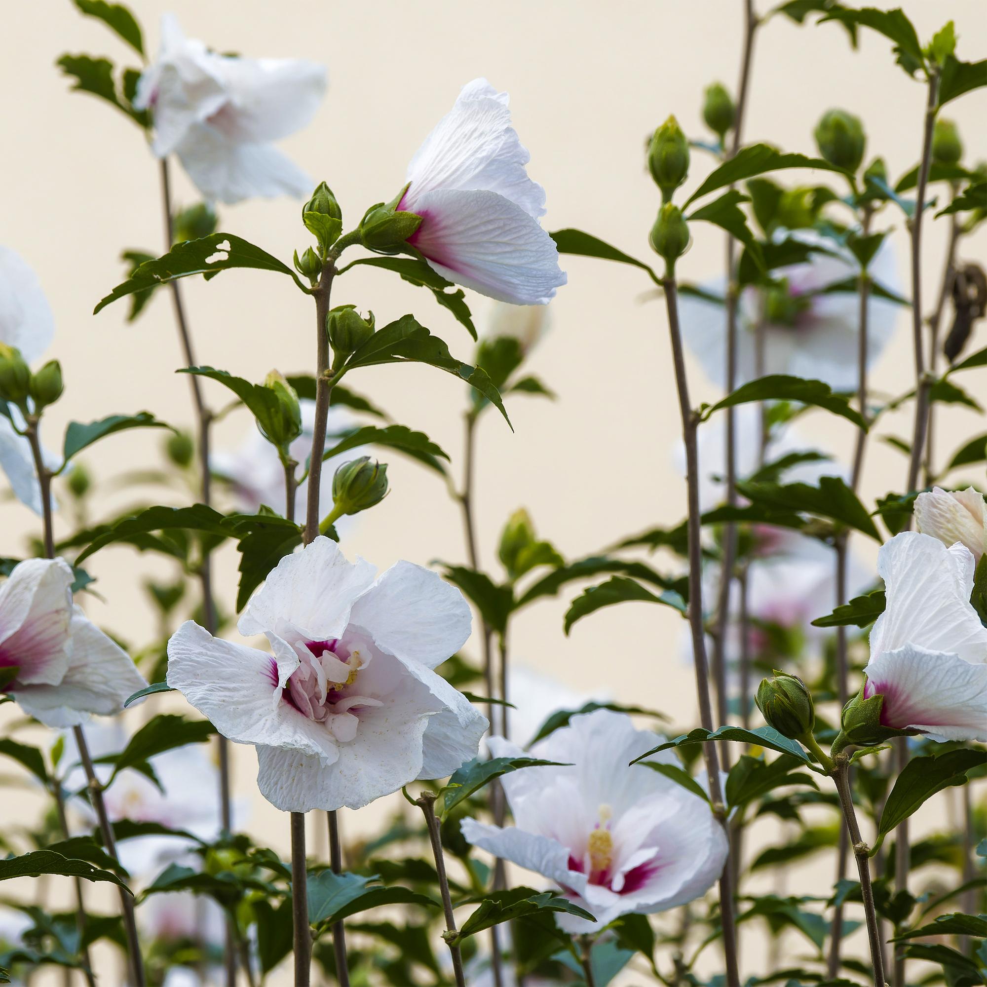 GreenboutiQ – Plante sur Tige – Hibiscus syriacus Starburst Chiffon® – Plante de Terrasse – Feuilles Caduques – Resistent im Winter – Fleur Blanc-Rose – Topf 19 cm oder 90 cm