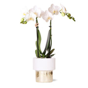 Kolibri Orchids | orchidea Phalaenopsis bianca - Amabilis + vaso Lush - dimensioni vaso Ø9 cm - altezza 35 cm | pianta da appartamento fiorita - fresca dal coltivatore