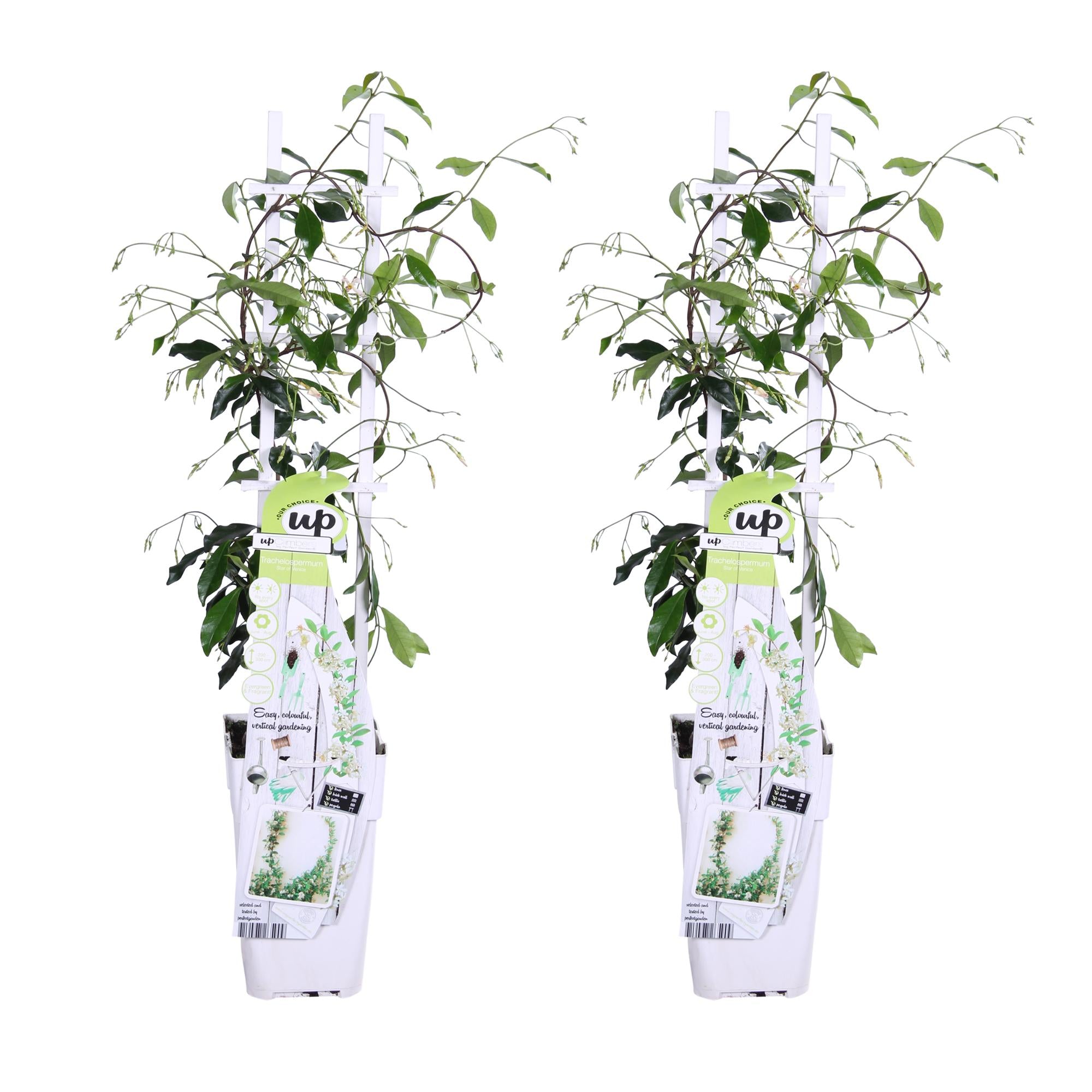2x - Trachelospermum 'Stella di Venezia' - ↨65cm - Ø15