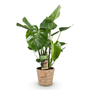 Monstera Deliciosa - Gatenplant - met mand - Pot 17cm - Hoogte 50-55cm