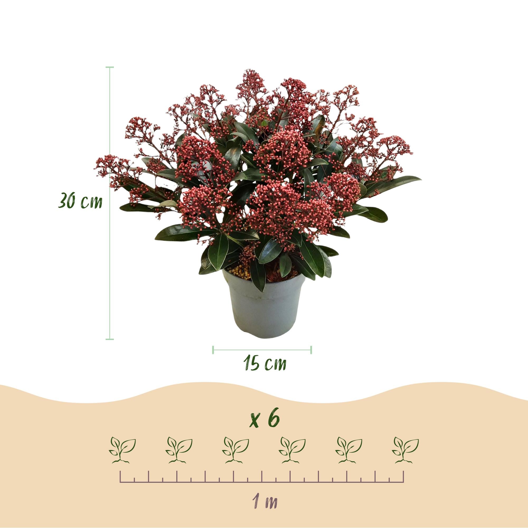 Skimmia japonica Rubella - Bloem Rood - 15+ Bloemen - 2 Planten - Winterhard - Pot 15cm Hoogte 30cm
