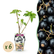 Zwarte Bes - Ribes nigrum Titania - Winterhard - 6 Planten - Pot 9 cm - Zwarte Bes