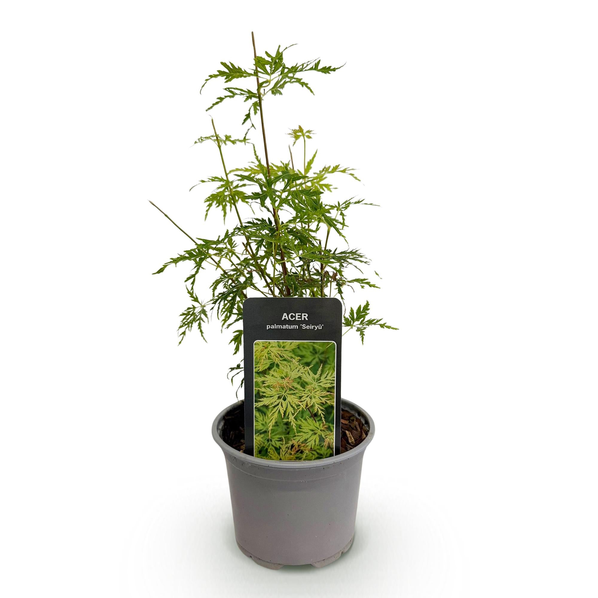 Acer palmatum Seiryu - Groen 1 Plant - Bladverliezend - Weinig Onderhoud  - Pot 12cm Hoogte 35cm