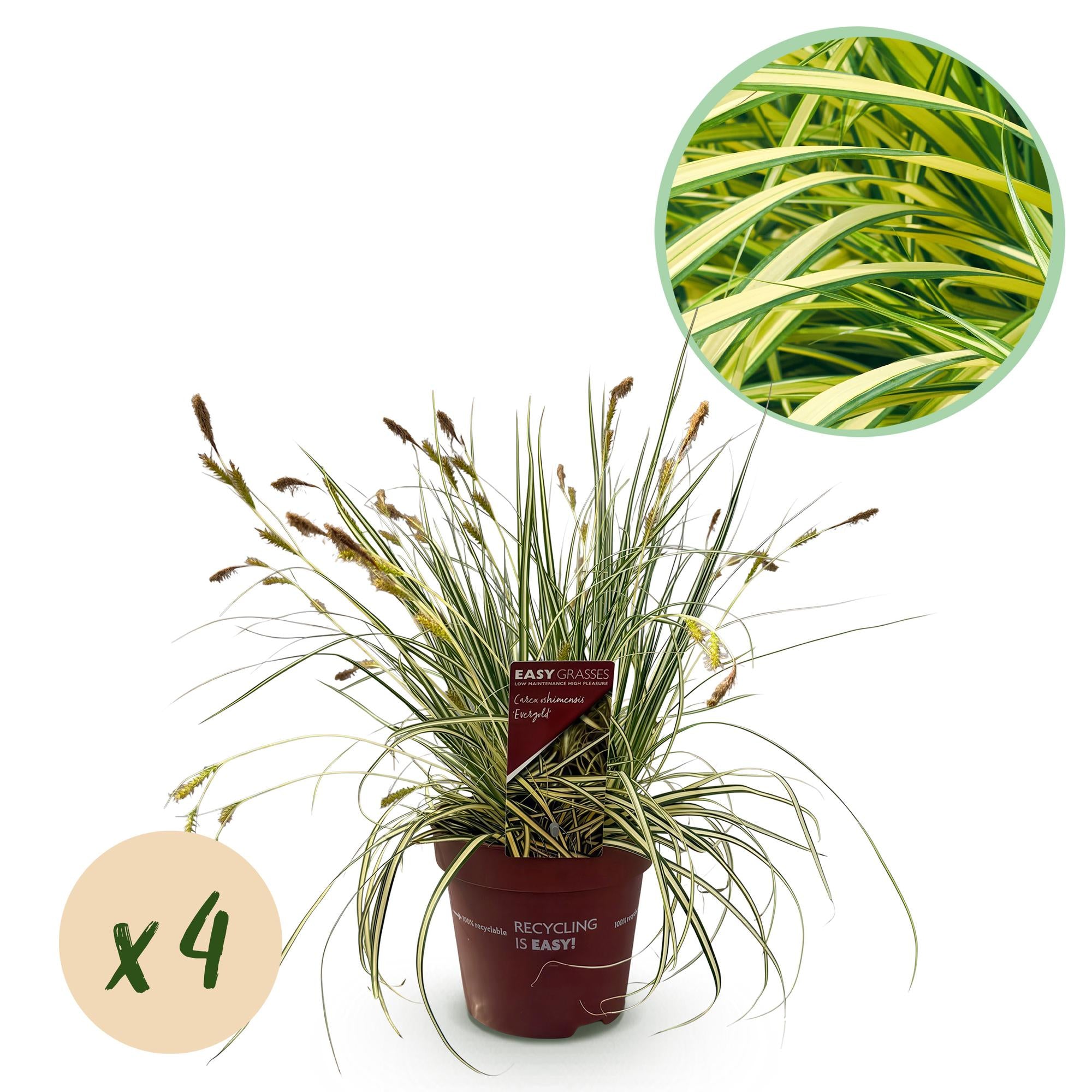Carex oshimensis Evergold - Geel & Groen - 4 Planten - Bladhoudend - Weinig Onderhoud - Pot 17cm Hoogte 50cm
