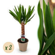 Yucca elephantipes - Weinig onderhoud - Groen - 2 - Pot 14cm - Hoogte 55cm