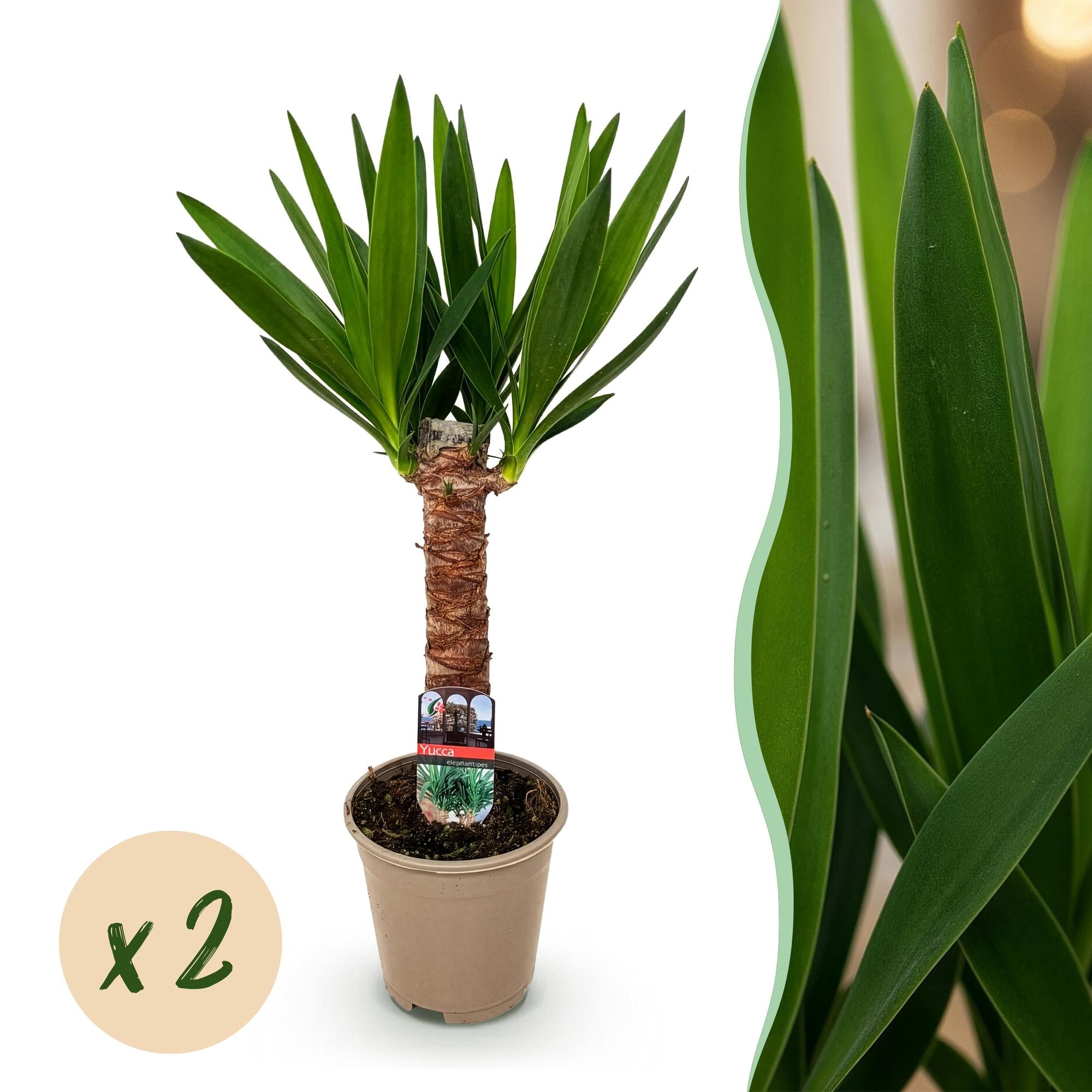 Yucca elephantipes - Weinig onderhoud - Groen - 2 - Pot 14cm - Hoogte 55cm