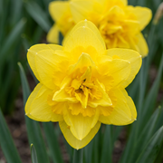 40x Narcissus Golden Ducat - Bloembollen - Gevulde gele narcis - Geel - Voorjaarsbloeier - Bolmaat 12/14