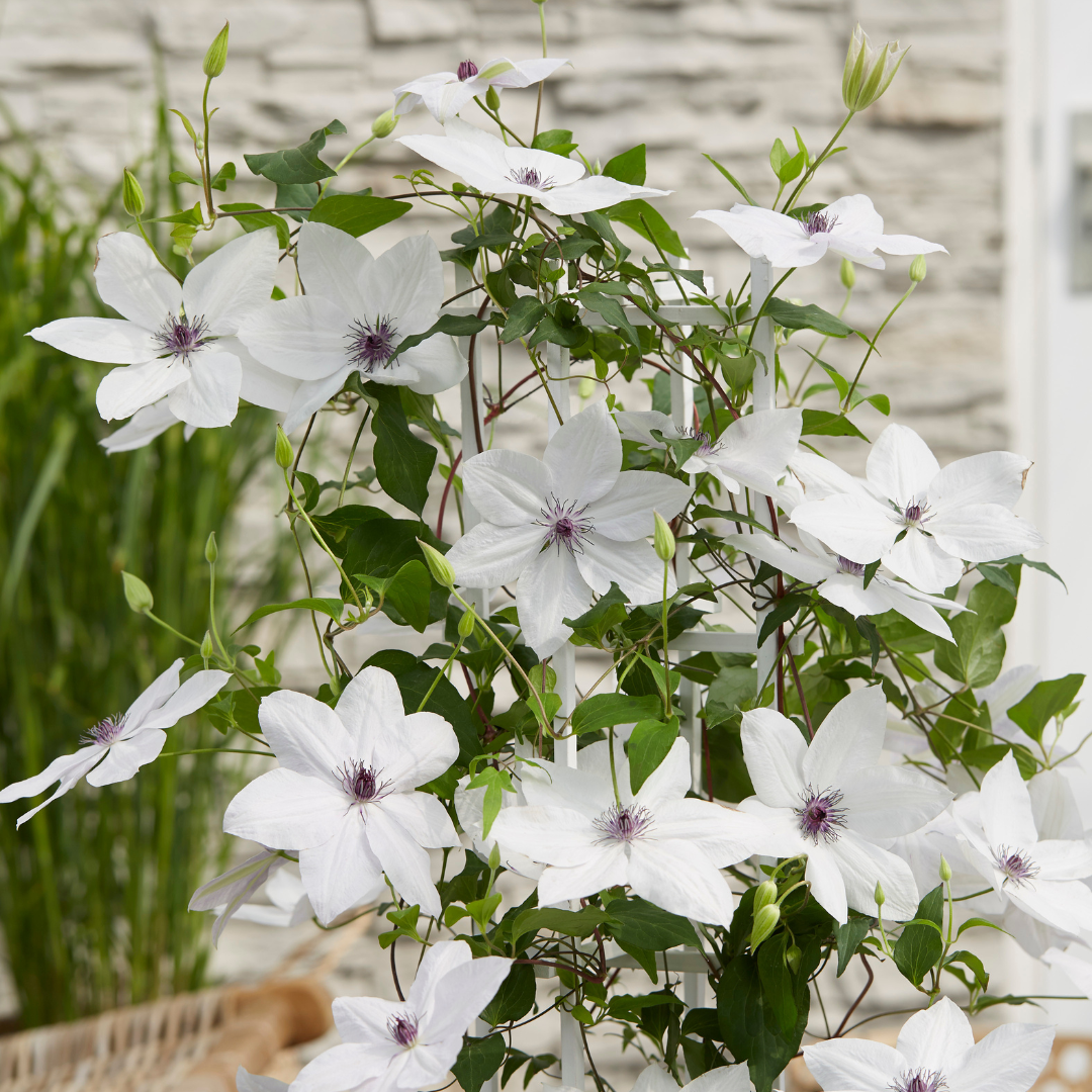 Clematis Garland Tsukiko 23cm