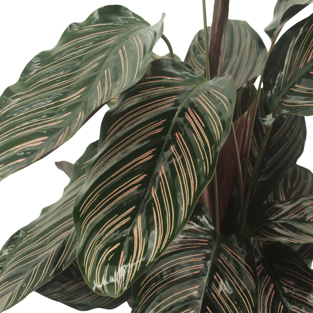 2x Calathea Ornata - Pianta di pavone - 50cm - ø14