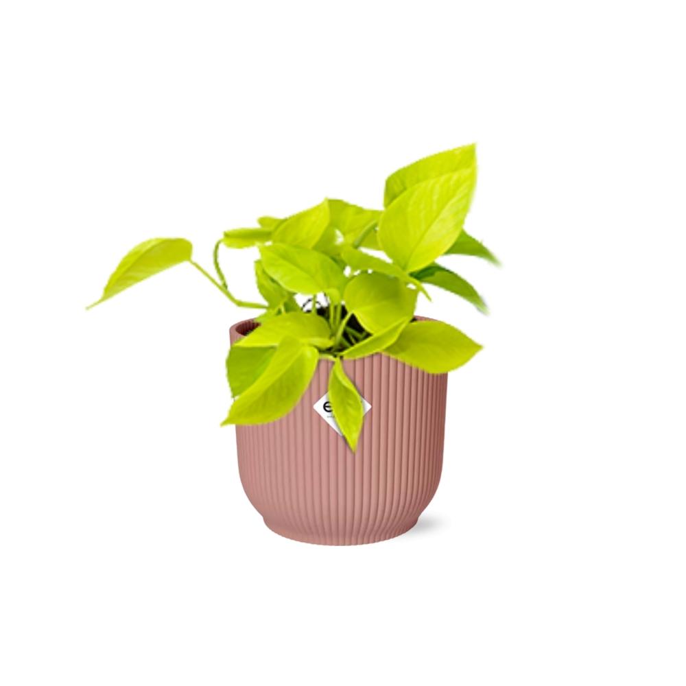 Epipremnum Pinnatum 'Golden Pothos' en pot ELHO Vibes Fold 14 cm rose