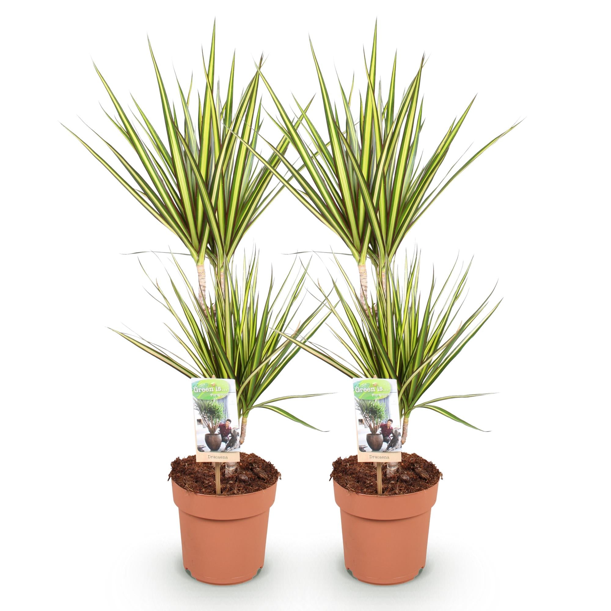 Dracaena Sunray - Drakenbloedboom - Weinig onderhoud - Groen - 2 Planten - Pot 17cm - Hoogte 70-75cm