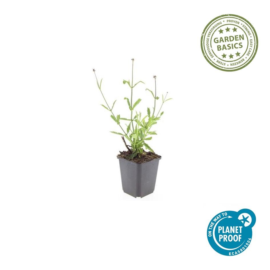 Buono sconto 24x Verbena. 'Lecca-lecca' - ↕10-25cm - Ø9cm