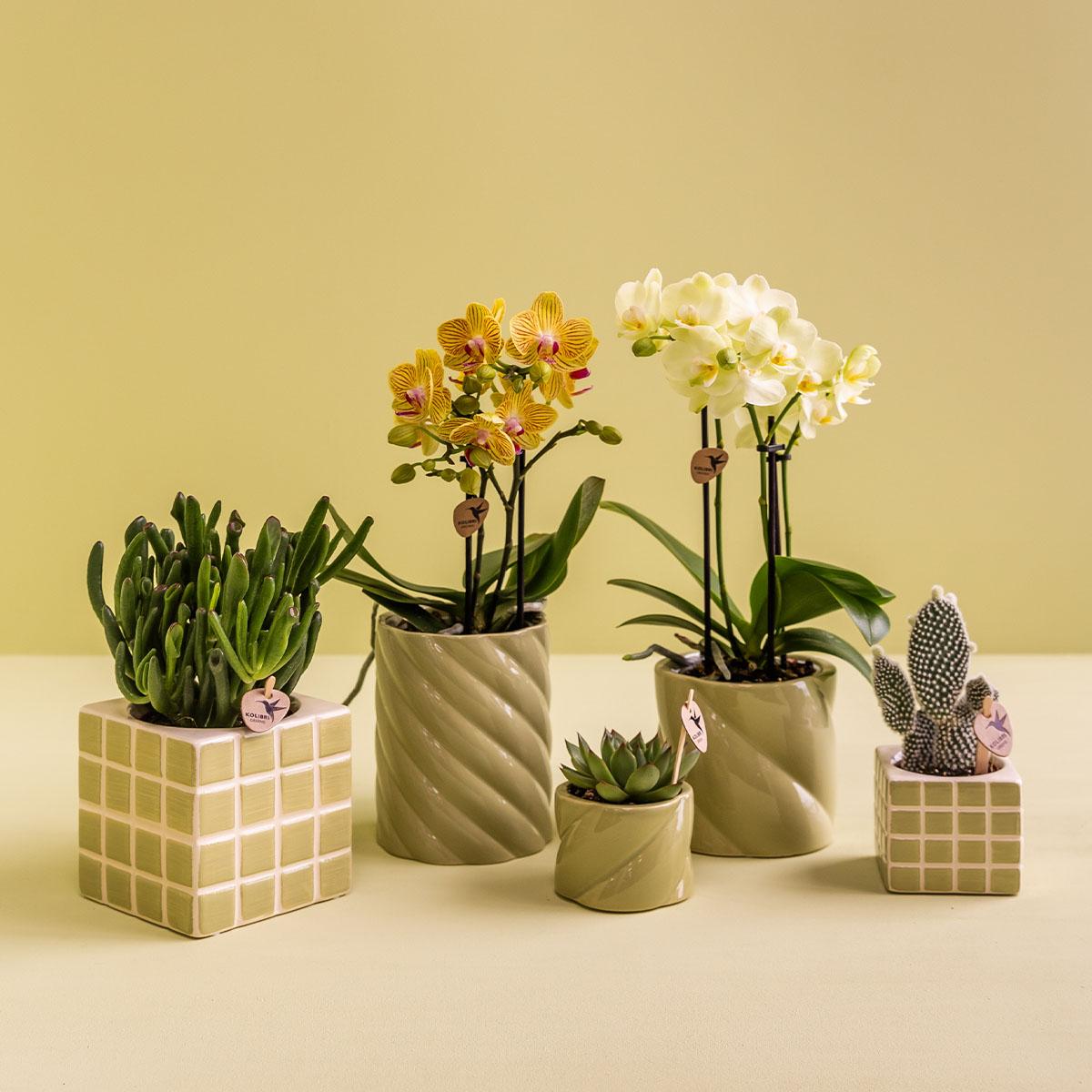 Kolibri Home | Candy sierpot - Green - Ø9cm