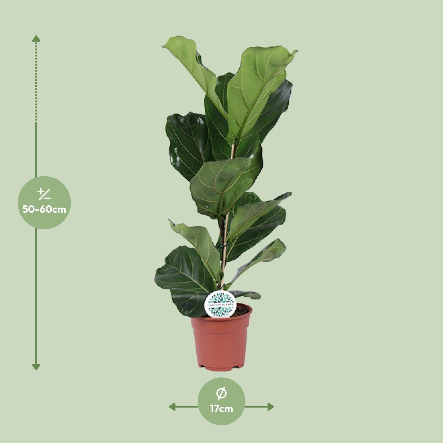 Ficus Lyrata - Ø17 cm - ↕60 cm