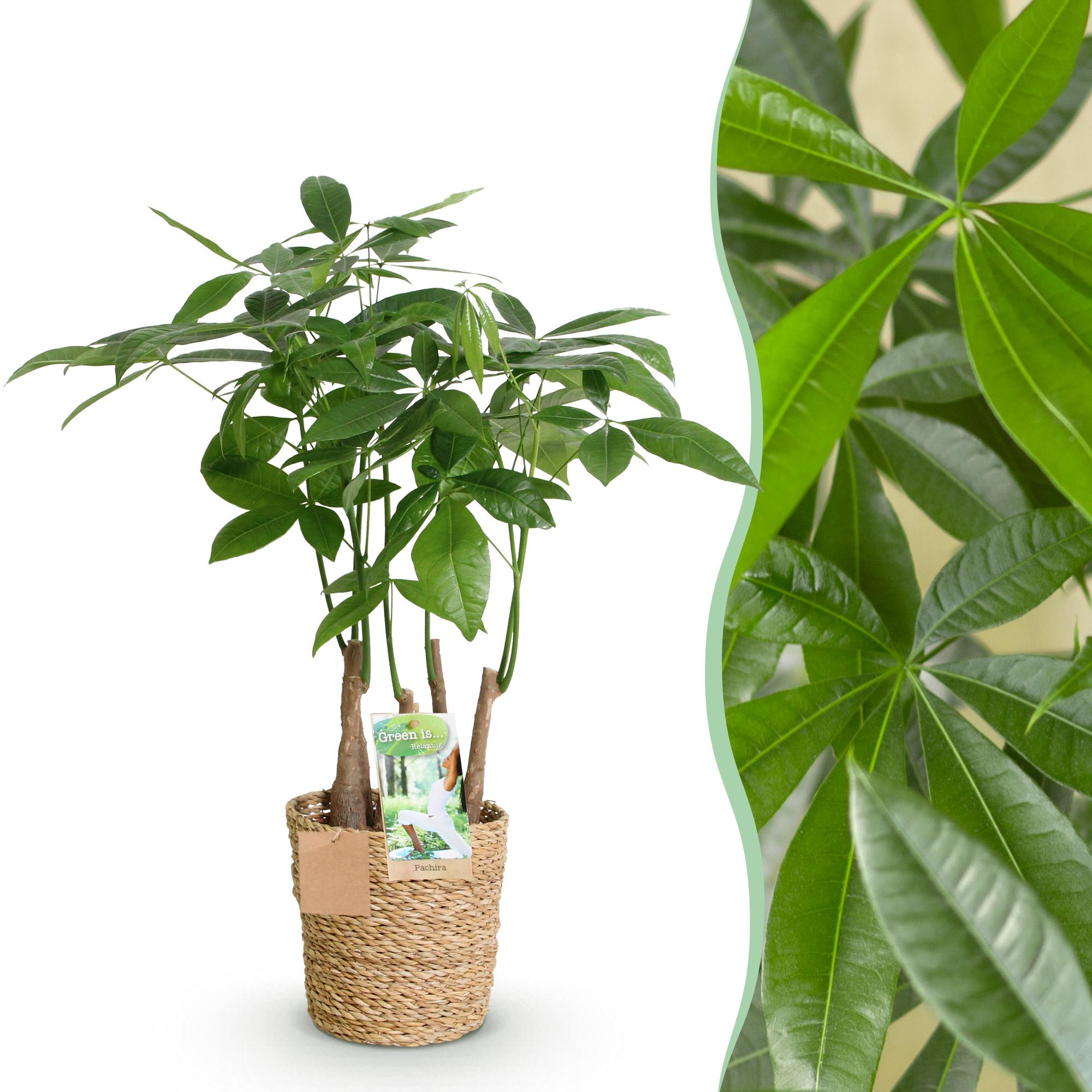Pachira Aquatica multi stam - Geldboom - met mand - Pot 17cm - Hoogte 50-55cm